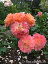 Augusta Luise Augusta Luise