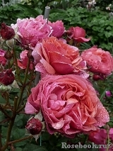 Laduree ® Laduree ®