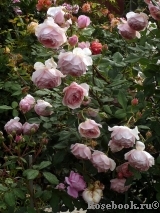 William Morris William Morris