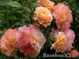 Augusta Luise Augusta Luise