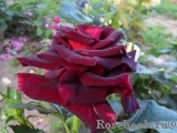 Black Baccara Black Baccara