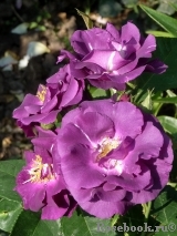 Rhapsody in Blue Rhapsody in Blue