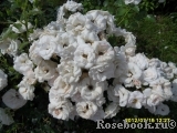 Aspirin Rose Aspirin Rose