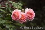 Abraham Darby Abraham Darby