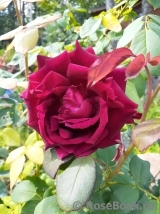 Crimson Glory Cl. Crimson Glory Cl.