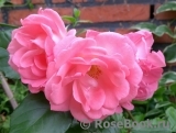 Rosali 83 ®