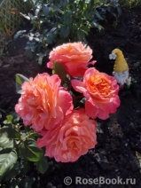 Augusta Luise Augusta Luise