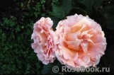 Corail gelee Corail gelee