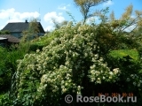 Rosa helenae 'Semiplena'