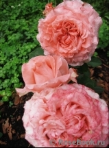 Corail gelee Corail gelee