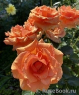 Ashram Ashram