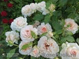 Chandos Beauty Chandos Beauty
