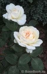 Mariangela Melato Mariangela Melato