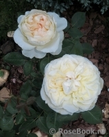 Mariangela Melato Mariangela Melato