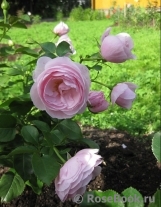 Hans Gonewein Rose Hans Gonewein Rose