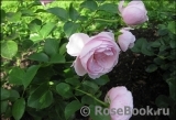 Hans Gonewein Rose Hans Gonewein Rose