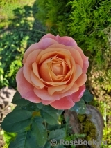 Just a Little Bit More™ Rosa Loves Me® Just a Little Bit More™ Rosa Loves Me®