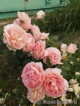 Abraham Darby Abraham Darby