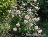 Crocus Rose® Crocus Rose®