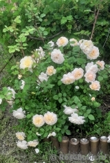 Crocus Rose® Crocus Rose®