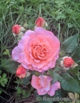 Augusta Luise Augusta Luise