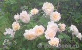 Crocus Rose® Crocus Rose®