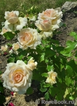 Chandos Beauty Chandos Beauty