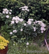 Aspirin Rose Aspirin Rose