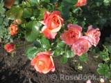 Coral Lions-Rose Coral Lions-Rose