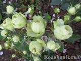 Lovely Green ® Lovely Green ®