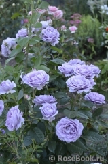 Novalis Novalis