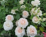 Chandos Beauty Chandos Beauty
