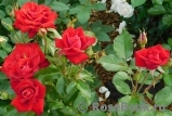 Glad Tidings 