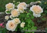 Chandos Beauty Chandos Beauty