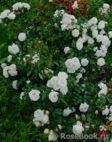 Aspirin Rose Aspirin Rose