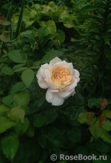 Lions Rose Lions Rose