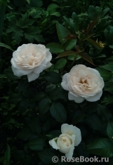 Lions Rose Lions Rose