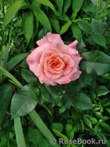 Augusta Luise Augusta Luise