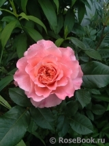 Augusta Luise Augusta Luise