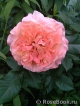 Augusta Luise Augusta Luise