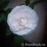 Hans Gonewein Rose Hans Gonewein Rose