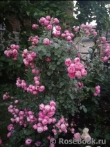 Pomponella Pomponella