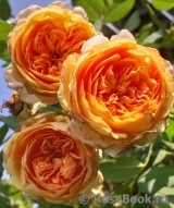 Crown Princess Margareta® Crown Princess Margareta®