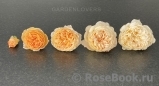 Crown Princess Margareta® Crown Princess Margareta®