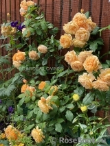 Crown Princess Margareta® Crown Princess Margareta®