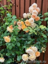 Crown Princess Margareta® Crown Princess Margareta®