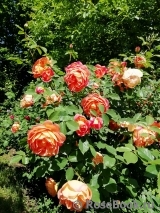 Lady of Shalott Lady of Shalott
