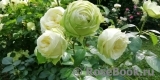Wedding Piano ® Wedding Piano ®