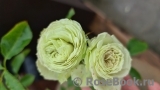 Wedding Piano ® Wedding Piano ®