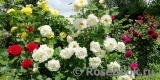 Irene Frain ® Irene Frain ®